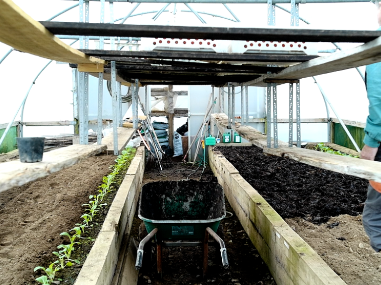 inside a polytunnel with seedlings growing and a man with wheelbarrow