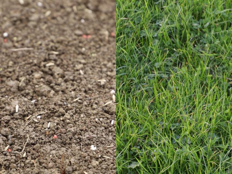 Reseeding Aug  vs Grass Growth Oct 23