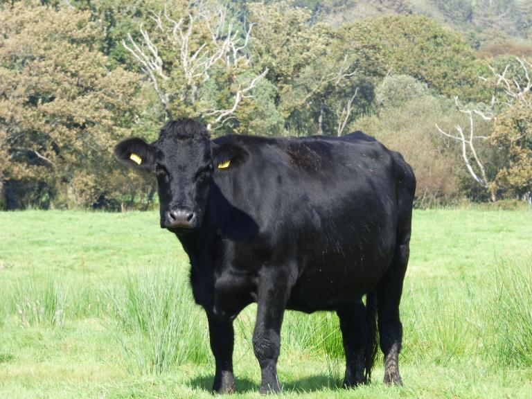 Welsh Black Cow