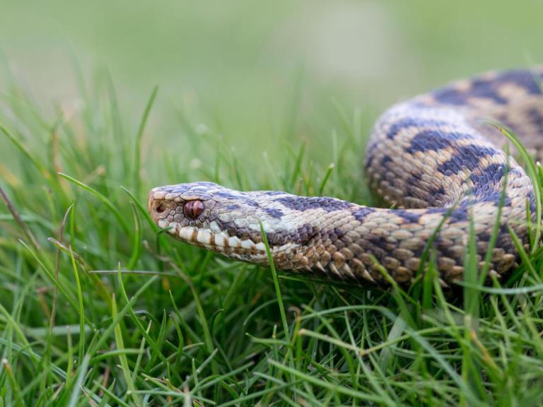 image of an adder in the grass
