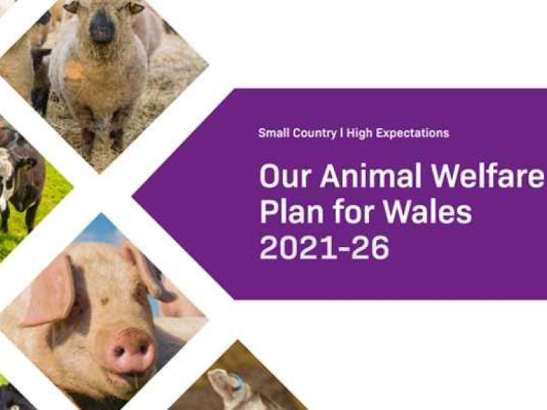 Animal Welfare Plan 