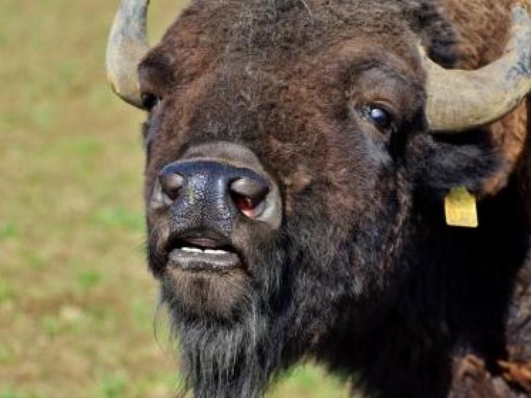 bison