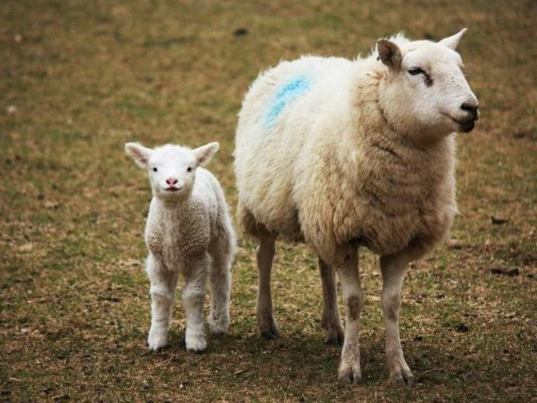 image of a sheep with her lamb by her side