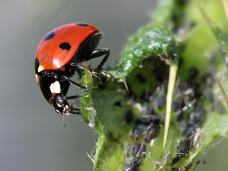 ladybug ion leaves