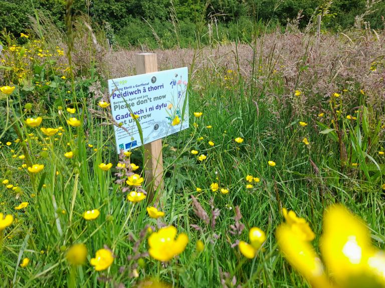 please don't mow sign amongst buttercups in a meadow