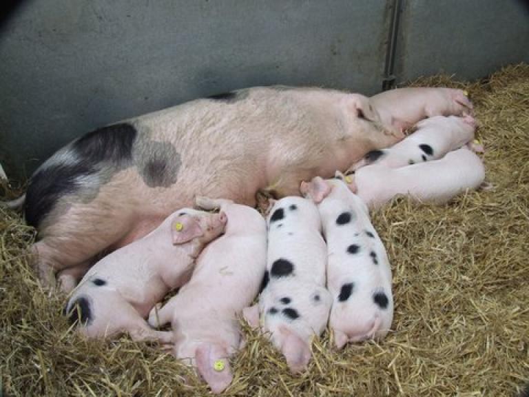 Sow and piglets 