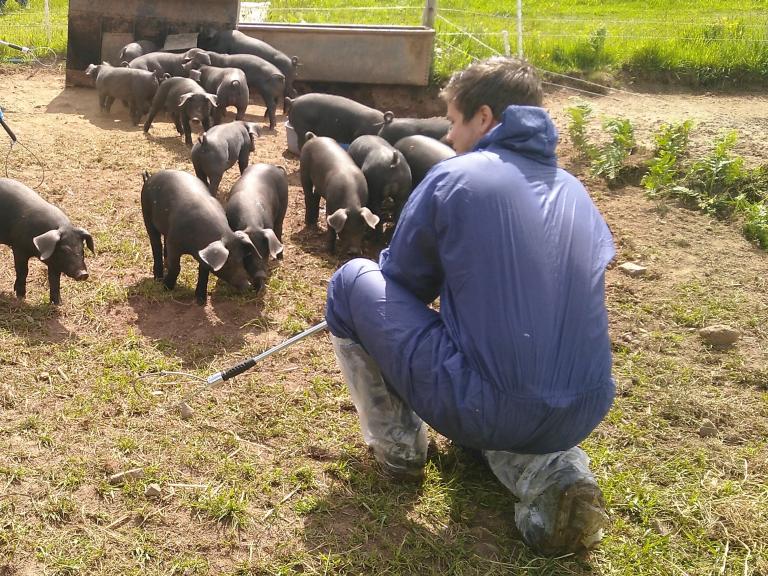 Vet checking pigs 