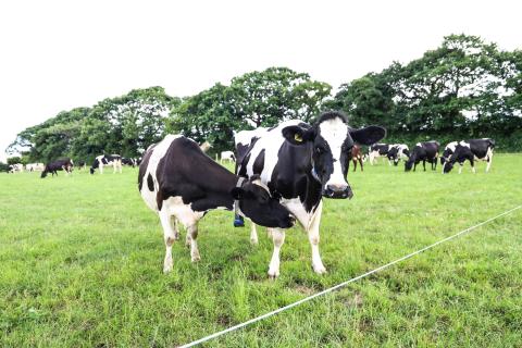 -Moor Farm expects to cut antibiotics usage in block-calving dairy herd