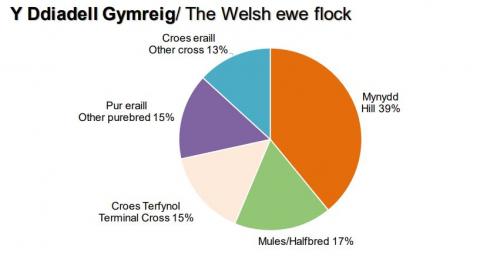 Welsh sheep breeds