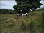 Cattle Grazing on a rhos pasture