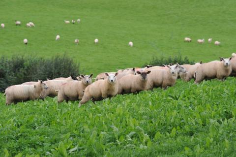 Dafydd Parry Jones lambs on red clover