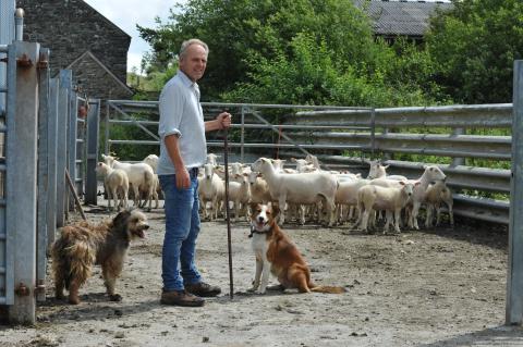 John Davies with Polled Wiltshire cross lambs