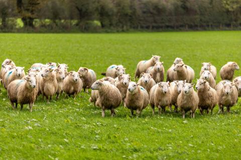 Tregaron-type Welsh Mountain breeding ewes