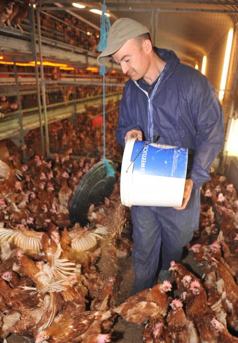 Osian Williams feeding maggots to chickens 