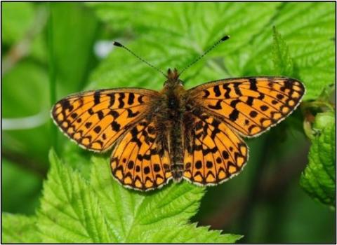 Small pearl-bordered fritillary adult butterfly 