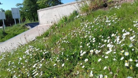 daisies-and-plantain-skatepark-monmouth-1536x864