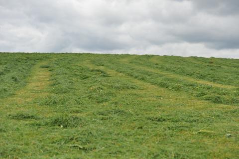 silage wilting