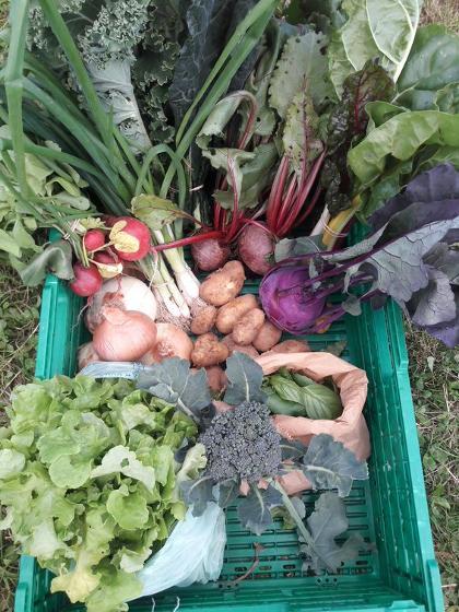 image of a vegetable box grown at big meadow